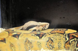 nos serpents
